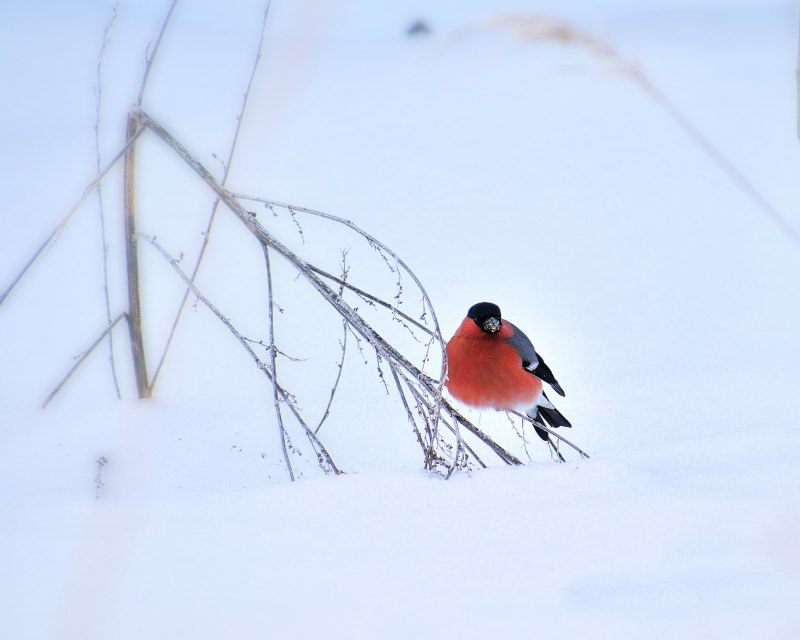 Уссурийский Снегирь (pyrrhula griseiventris)