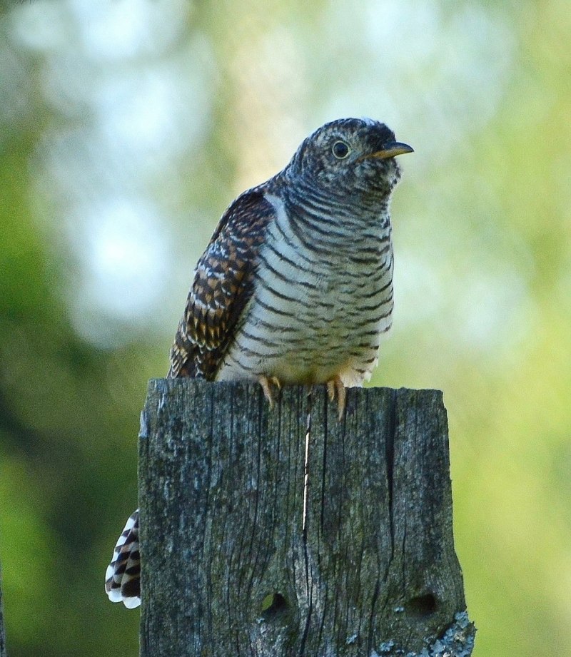 Cuculus canorus
