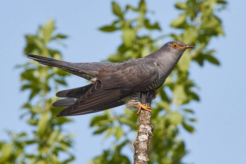 9. Кукушка обыкновенная (Cuculus canorus)