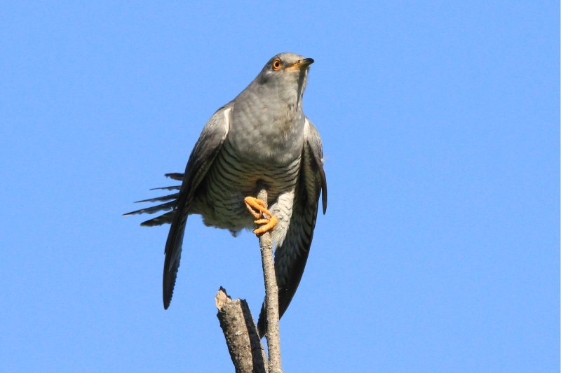 Cuckoo Bird
