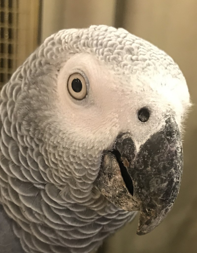 Клюв жако