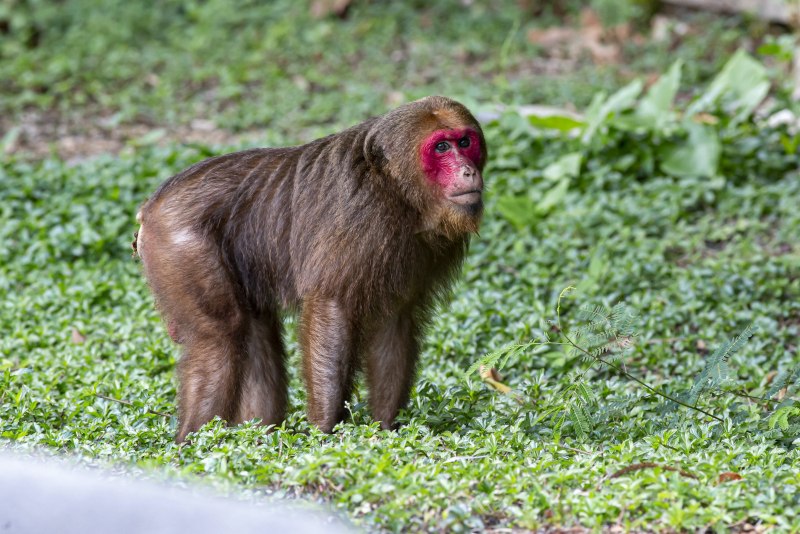 Медвежий макак ( Macaca arctoides )