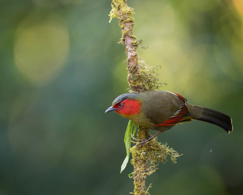 Campephaga phoenicea