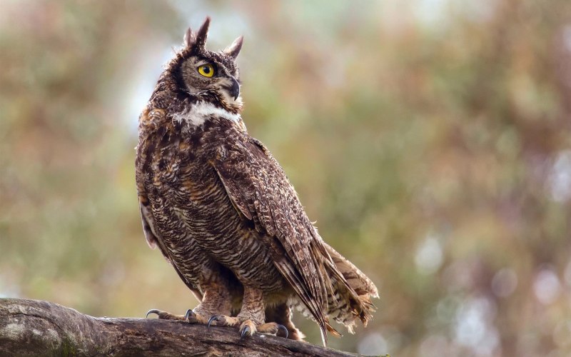 Виргинский Филин (Bubo virginianus)