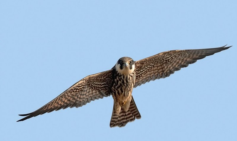 Филин (Bubo Bubo Linnaeus, 1758)
