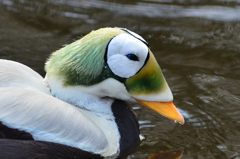 Утка деревянная Гага Eider