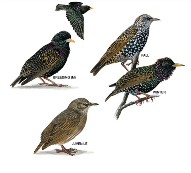 Turdus Merula самка
