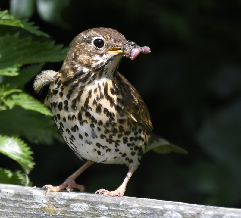 Дрозд чёрный (turdus Merula)