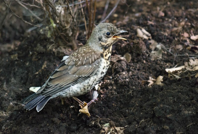 Дрозд-деряба (turdus viscivorus)