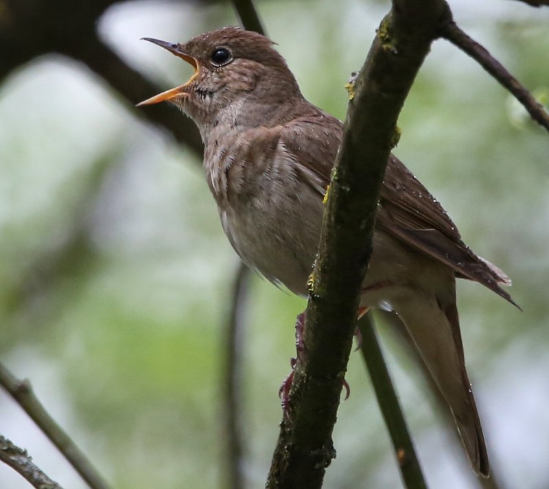 Luscinia Luscinia