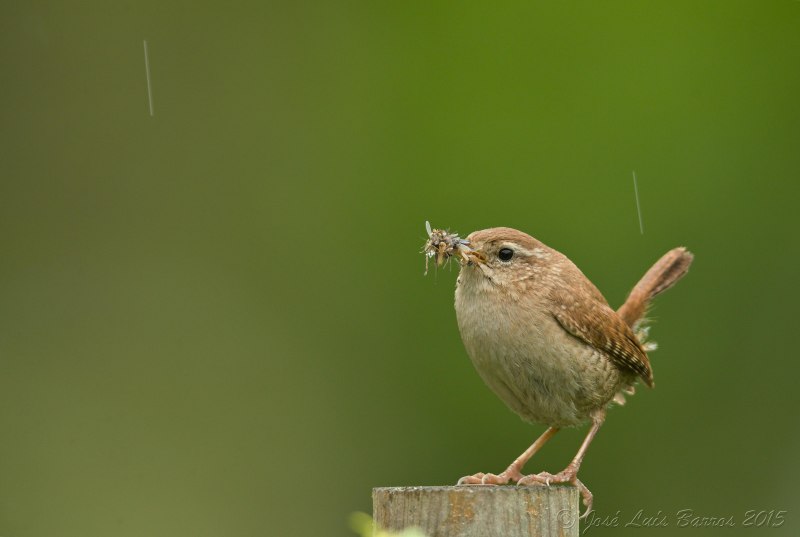 Luscinia Luscinia
