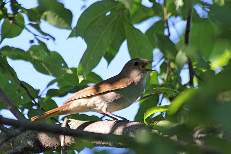 Luscinia Luscinia