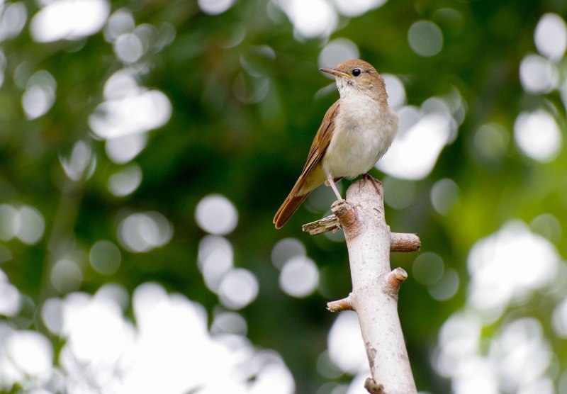 Nightingale Соловьиная трель