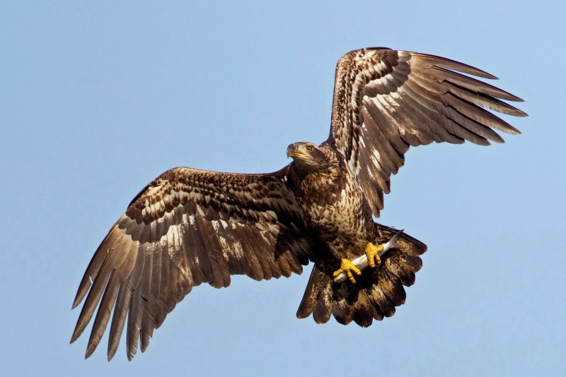 Беркут Aquila chrysaetos