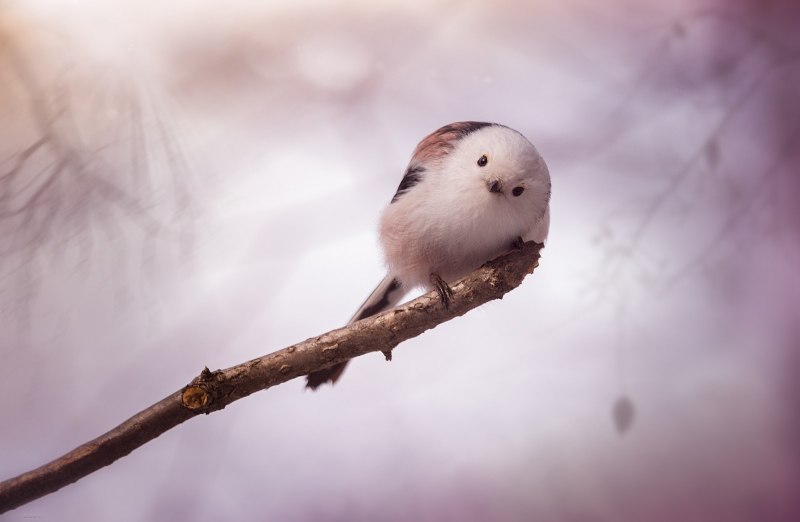 Фон природа птицы