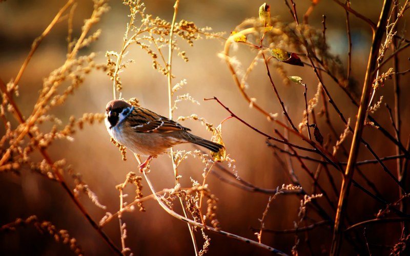 Фон природа птицы