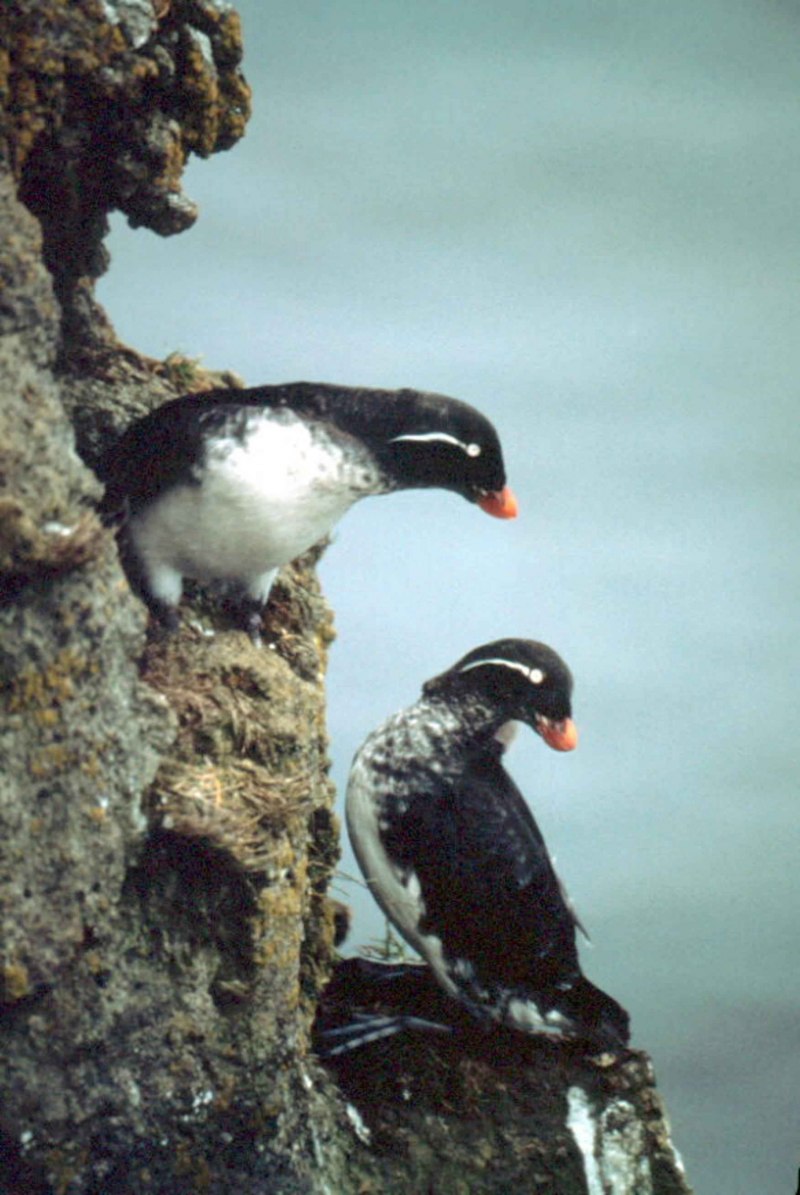 Synthliboramphus antiquus