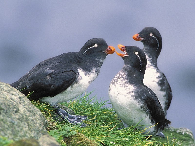 Rhinoceros Auklet Pets