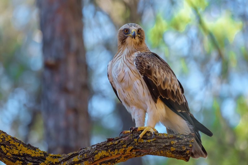 Орёл-карлик (Aquila pennata)