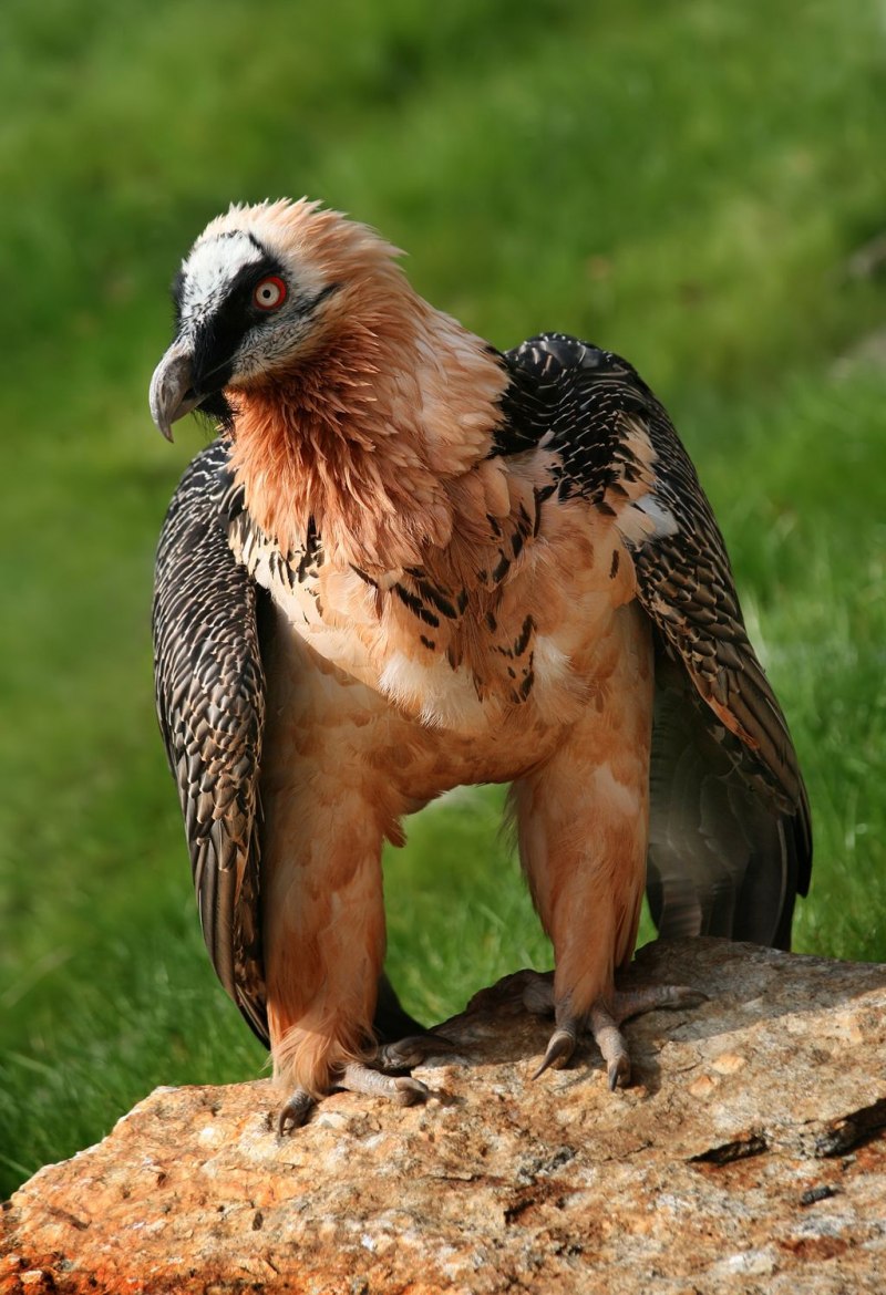 Орел Стервятник