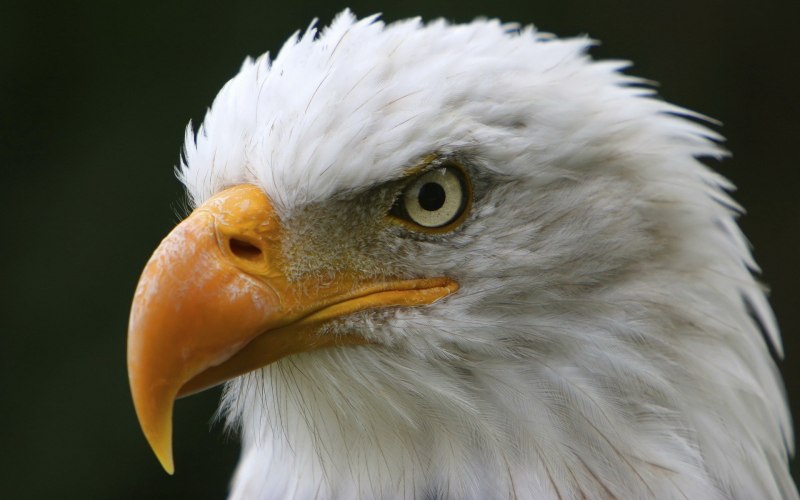 Орёл-карлик (Aquila pennata)