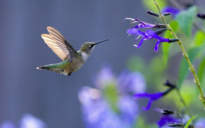 Hummingbird (Колибри)