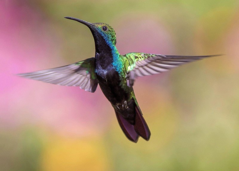 Семейство Колибри (trochilidae)