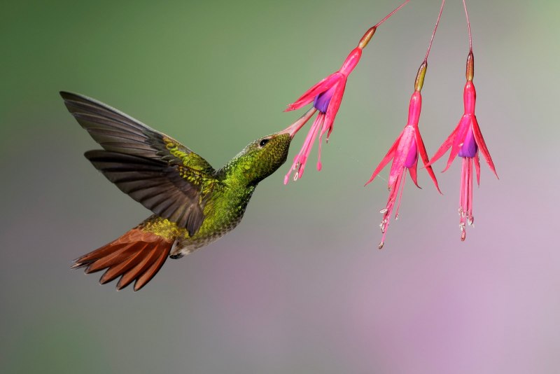 Колибри trochilidae