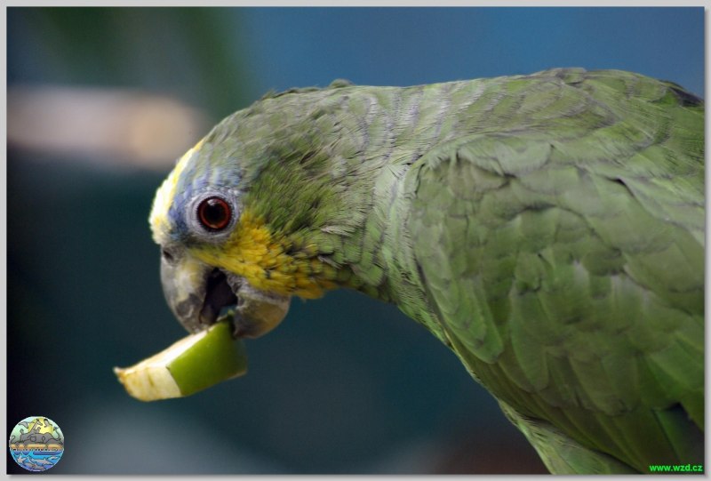 Cotorro