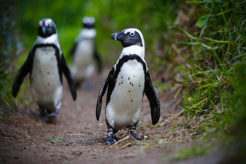 Африканские пингвины (37 фото)