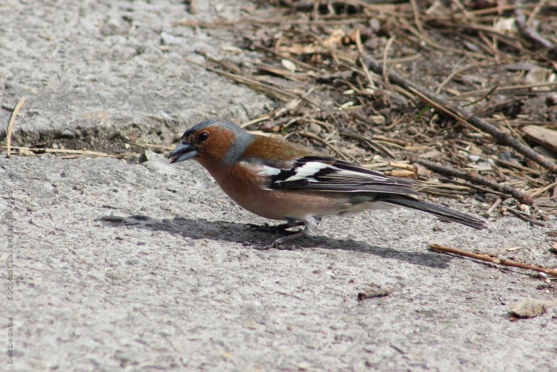 Sitta europaea europaea