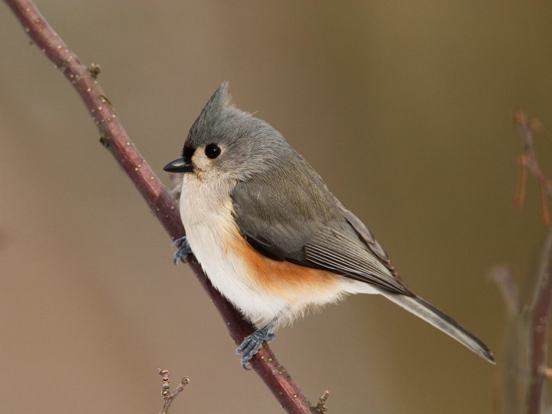 Daily Bird