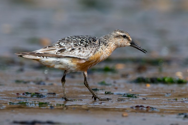 Calidris tenuirostris
