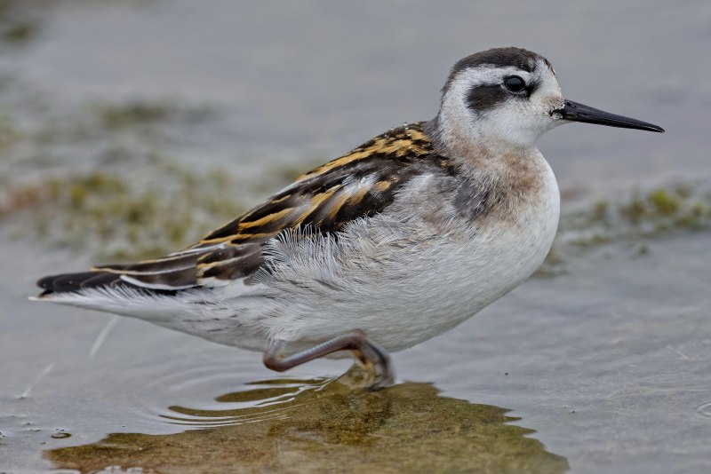 Кулик Бекас (Gallinago Gallinago)