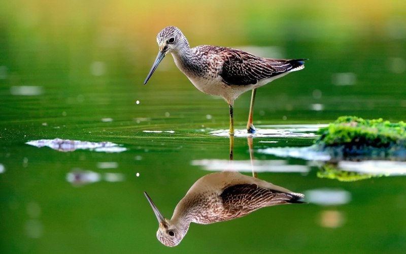 Исландский песочник (Calidris canutus)