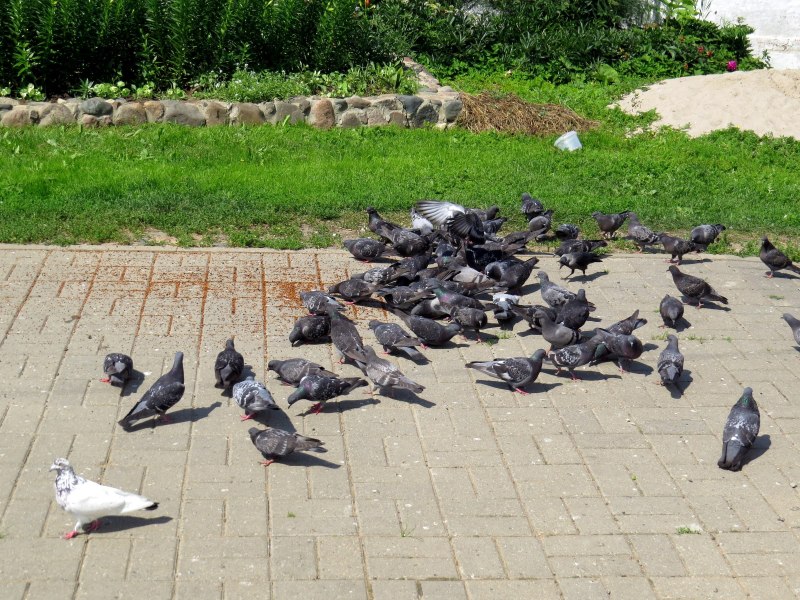 Голуби кормятся