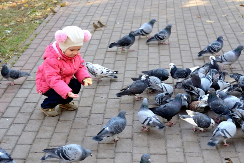 Кормить голубей в парке