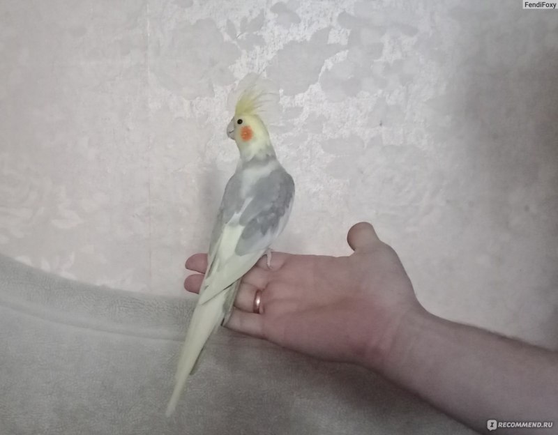 Корелла Эстетика