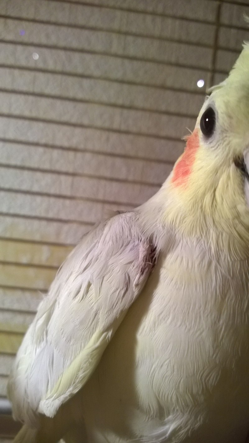 Cockatiels Parrot