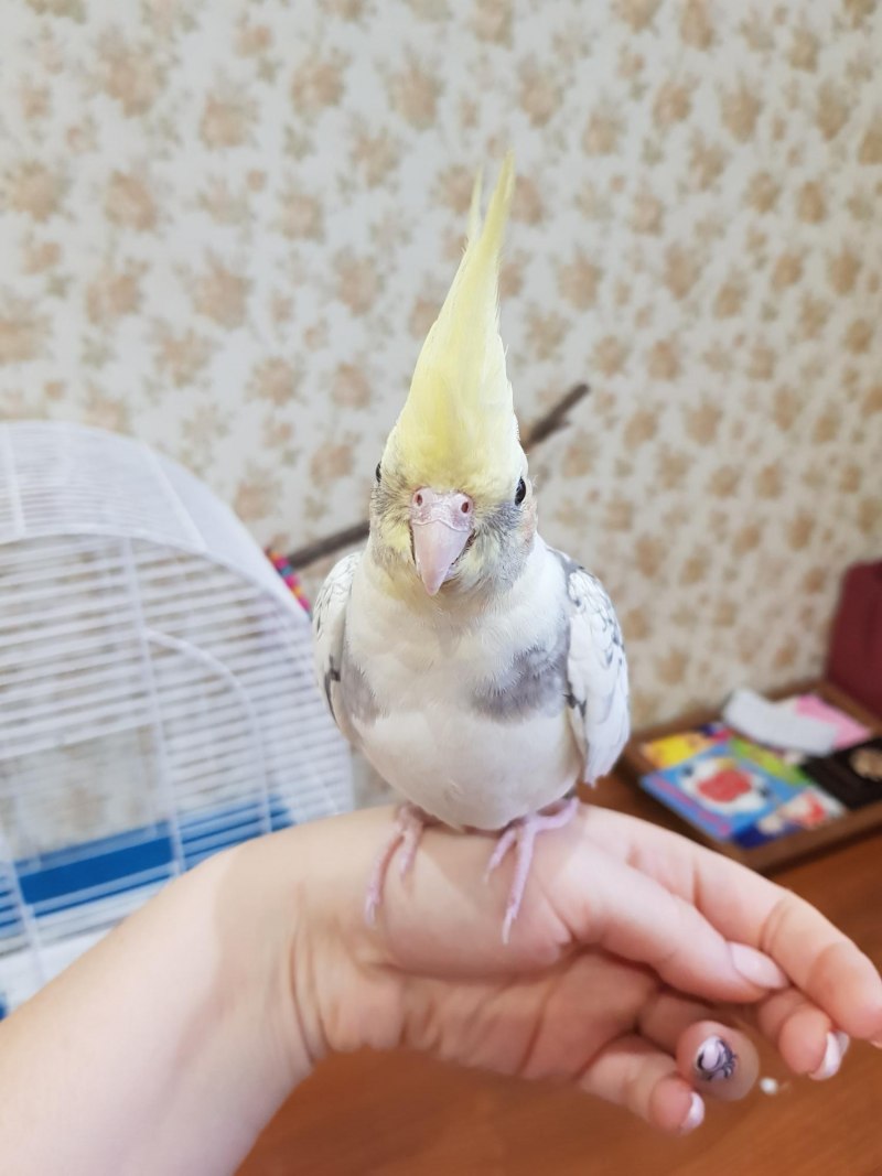 Попугай корелла дачный