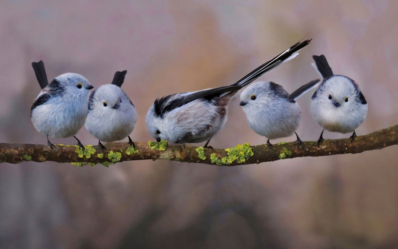 Ополовник Aegithalos caudatus