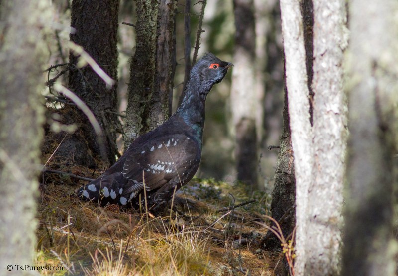 Каменный Глухарь (Tetrao parvirostris)