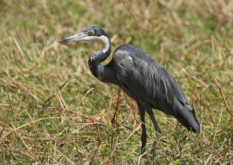 Цапля серая (Ardea cinerea)
