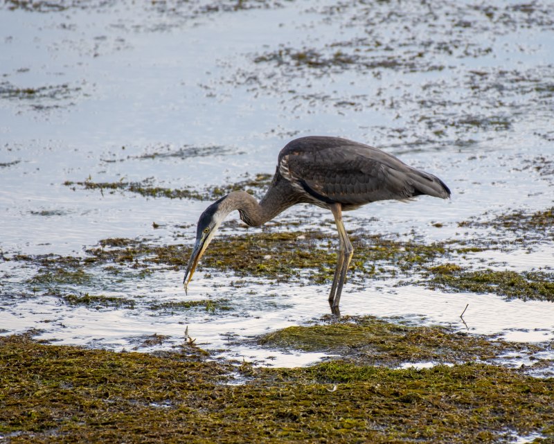 Pacific Reef Heron