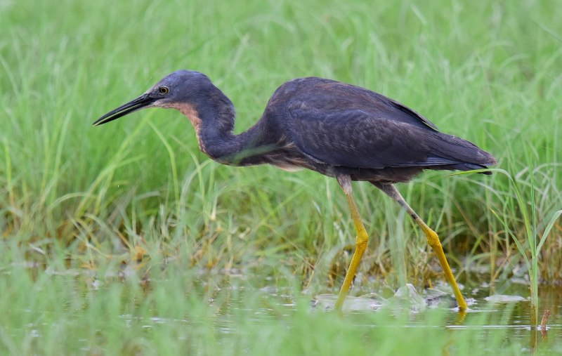 Pacific Reef Heron