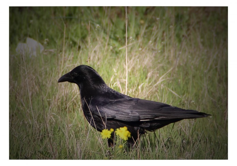Черный ворон Corvus Corax