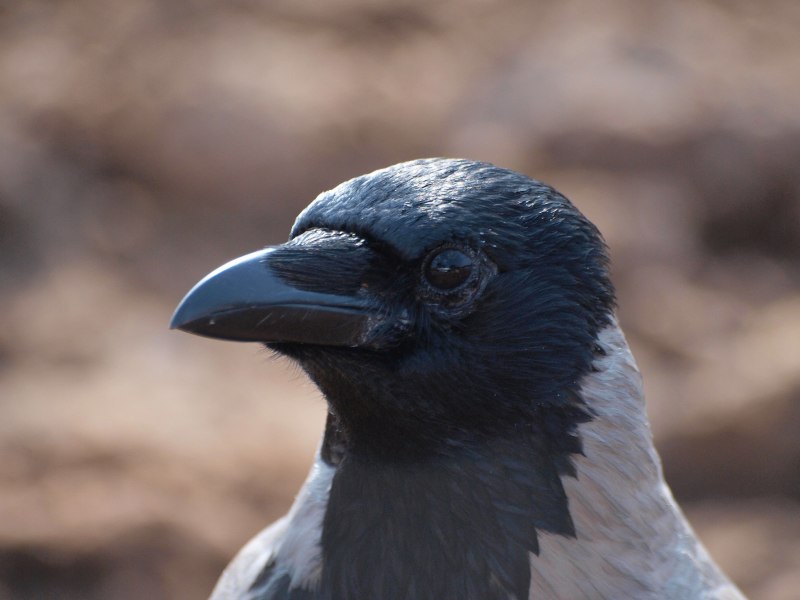 Черный ворон Corvus Corax