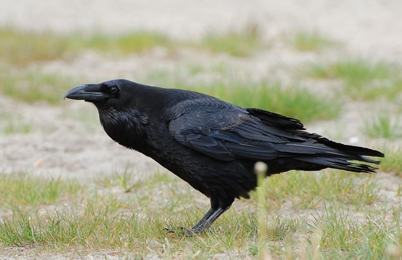 Corvus Corax птица