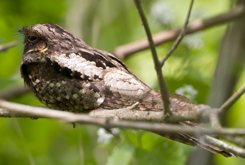 Red necked Nightjar
