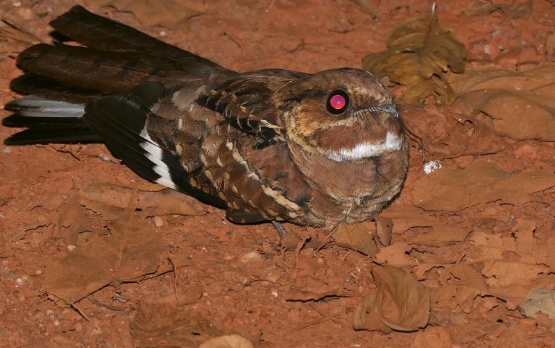 Caprimulgus pectoralis